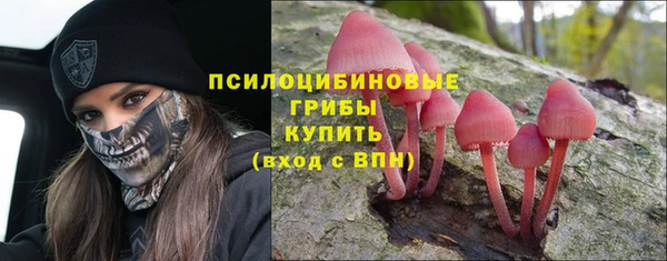индика Апатиты